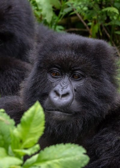 A group of mountain gorillas in the Volcanoes National Park, Rwanda A group of mountain gorillas in the Volcanoes National Park, Rwanda